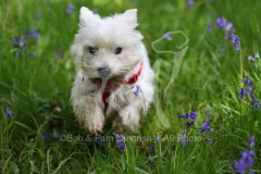 Terrier - West Highland White