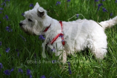 Terrier - West Highland White