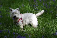 Terrier - West Highland White