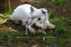 Terrier - West Highland White