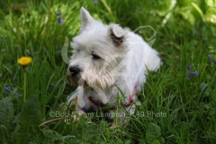 Terrier - West Highland White