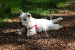 Terrier - West Highland White