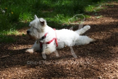 Terrier - West Highland White