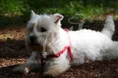 Terrier - West Highland White