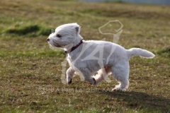 Terrier - West Highland White