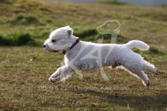 Terrier - West Highland White