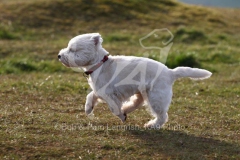 Terrier - West Highland White