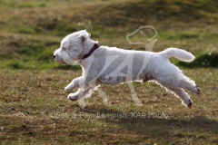 Terrier - West Highland White