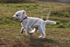 Terrier - West Highland White