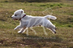 Terrier - West Highland White