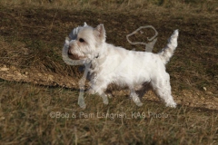 Terrier - West Highland White