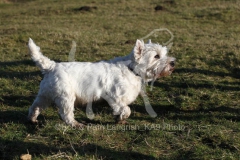 Terrier - West Highland White