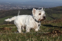 Terrier - West Highland White