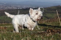 Terrier - West Highland White