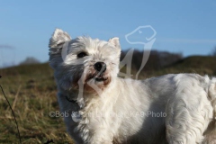 Terrier - West Highland White