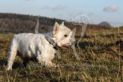 Terrier - West Highland White