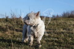 Terrier - West Highland White