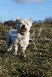 Terrier - West Highland White