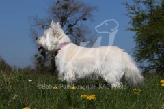 Terrier - West Highland White