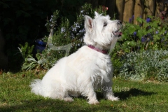 Terrier - West Highland White