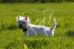 Terrier - West Highland White