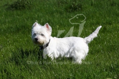 Terrier - West Highland White