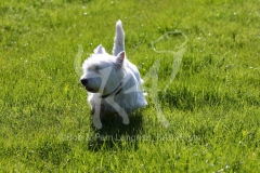 Terrier - West Highland White