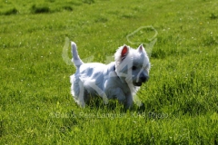 Terrier - West Highland White