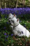 Terrier - West Highland White