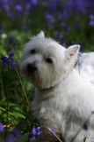 Terrier - West Highland White