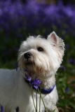 Terrier - West Highland White