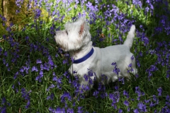 Terrier - West Highland White