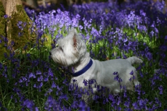 Terrier - West Highland White