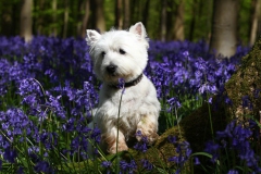 Terrier - West Highland White