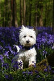 Terrier - West Highland White