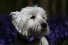 Terrier - West Highland White