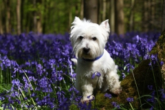 Terrier - West Highland White