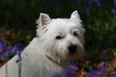 Terrier - West Highland White