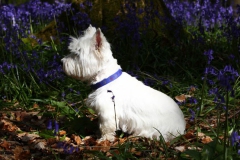 Terrier - West Highland White