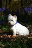 Terrier - West Highland White