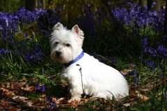 Terrier - West Highland White