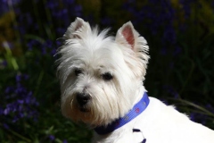 Terrier - West Highland White