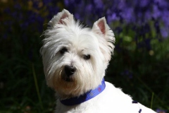 Terrier - West Highland White