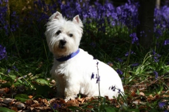 Terrier - West Highland White