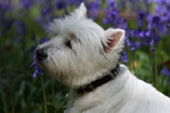 Terrier - West Highland White