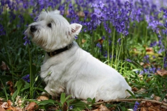 Terrier - West Highland White