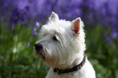 Terrier - West Highland White