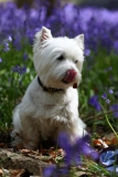 Terrier - West Highland White