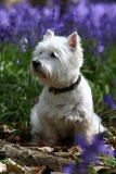 Terrier - West Highland White