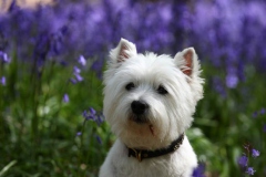 Terrier - West Highland White